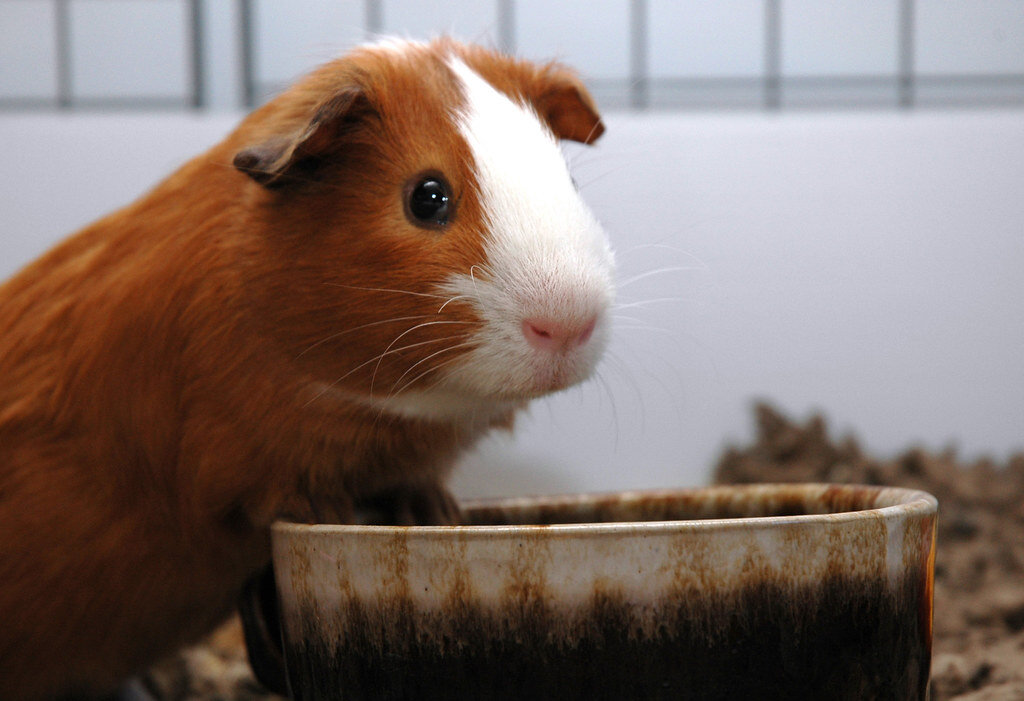 mama kabının yanında duran guinea pig