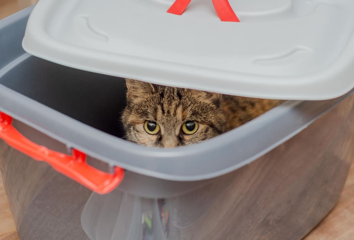 mama saklama kabının içerisindeki tekir kedi