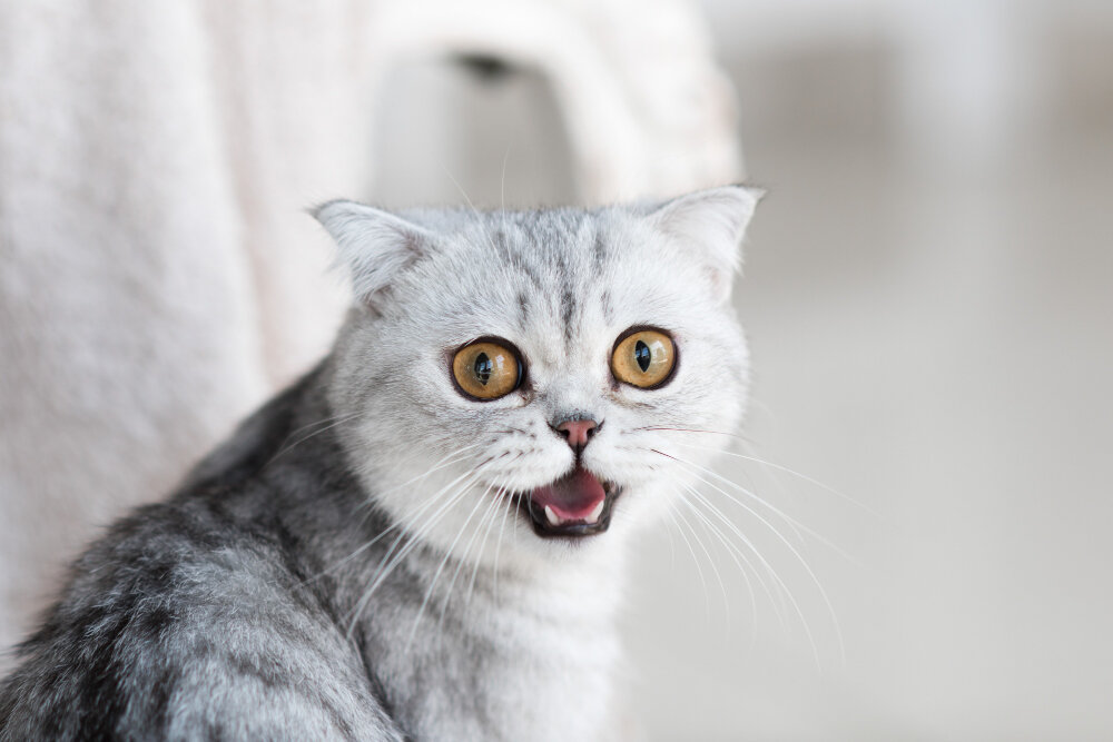 ağzı açık miyavlayan açık gri renkli kedi