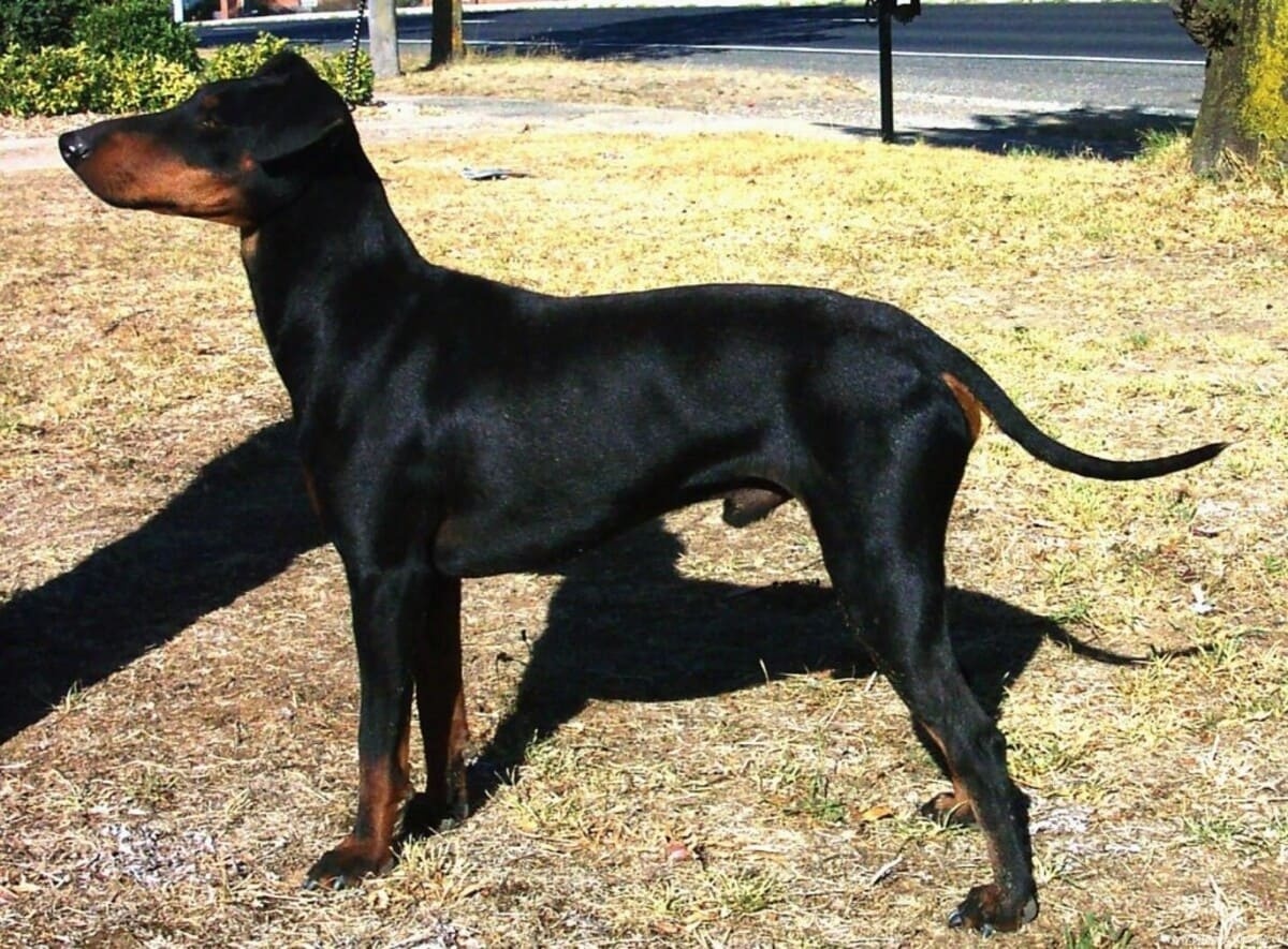 Manchester Terrier (Standard)