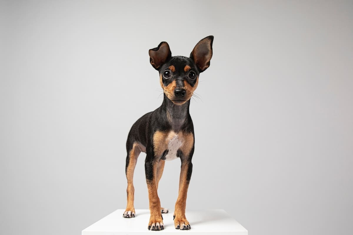 ayakta duran küçük ırk köpek