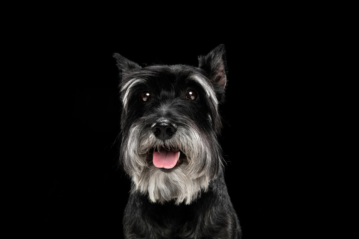 Miniature Schnauzer