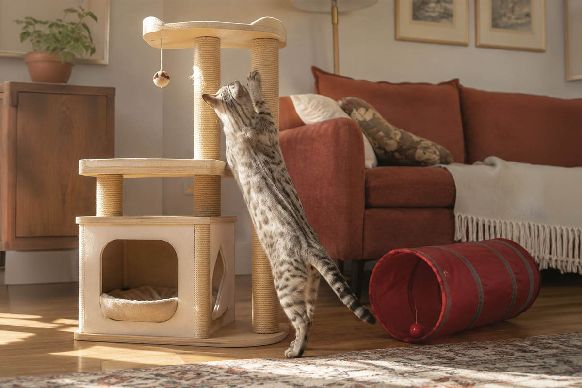 kedi ağacın a tırmanan kedi, yanında kırmızı kedi tüneli de var.
