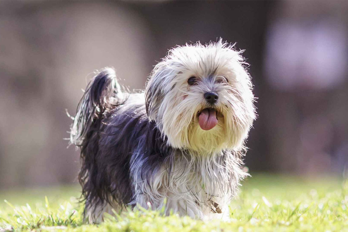dili dışarıda küçük ırk köpek, açık alanda duruyor
