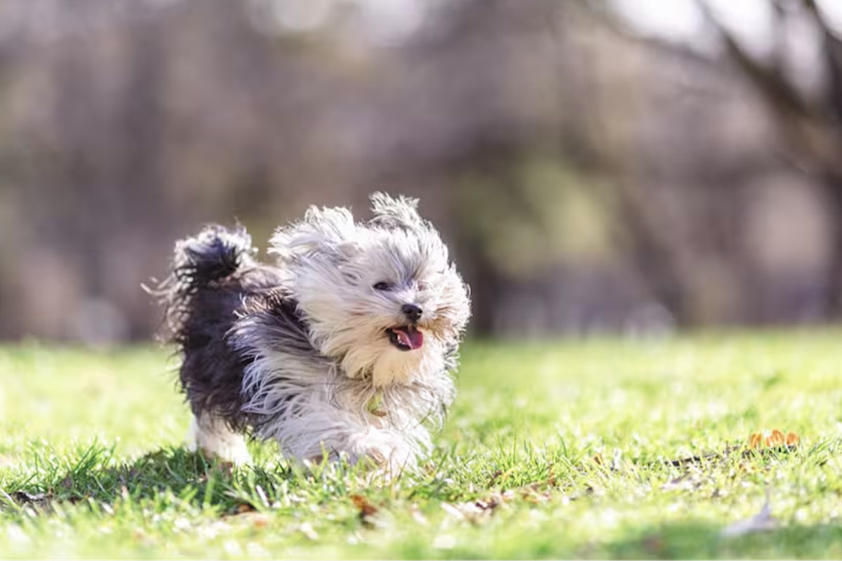 açık alanda koşturan morkie köpeği