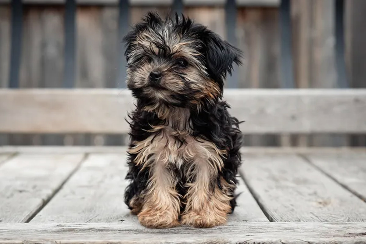 ahşap sofa üzerindeoturan siyah kahverengi morkie köpek