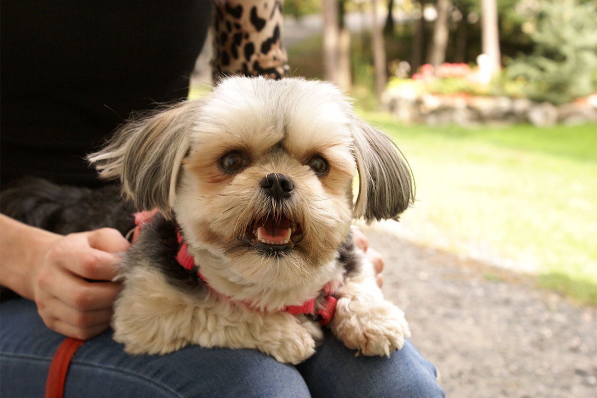 kırmızı tasmalı, kucakta oturan tıraşlı köpek
