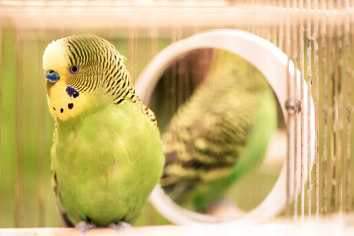 kafesindeki aynanın önünde duran muhabbet kuşu