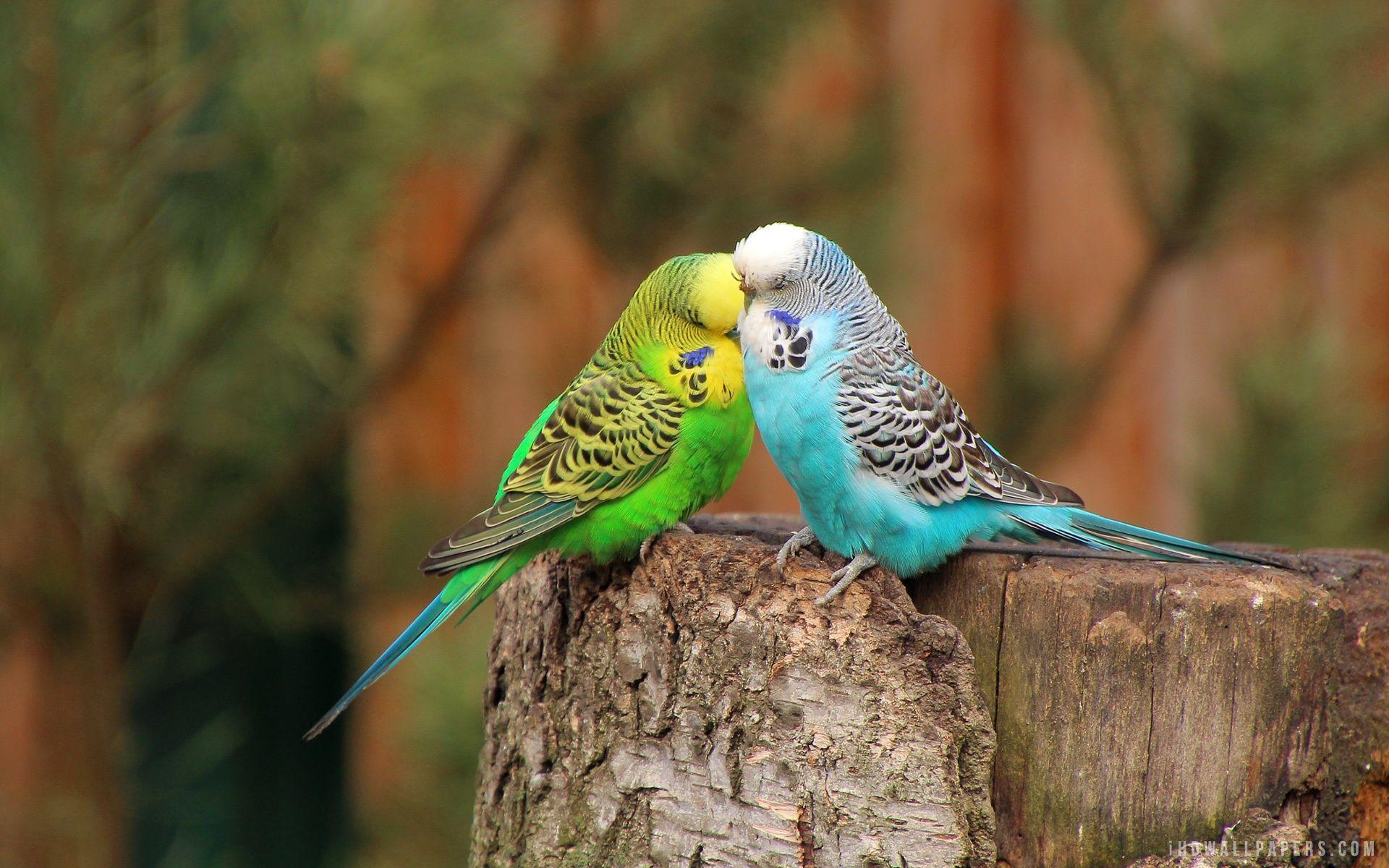 birbirine temas eden muhabbet kuşları