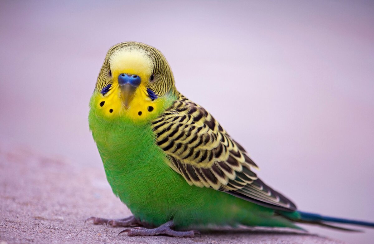 yeşil muhabbet kuşu