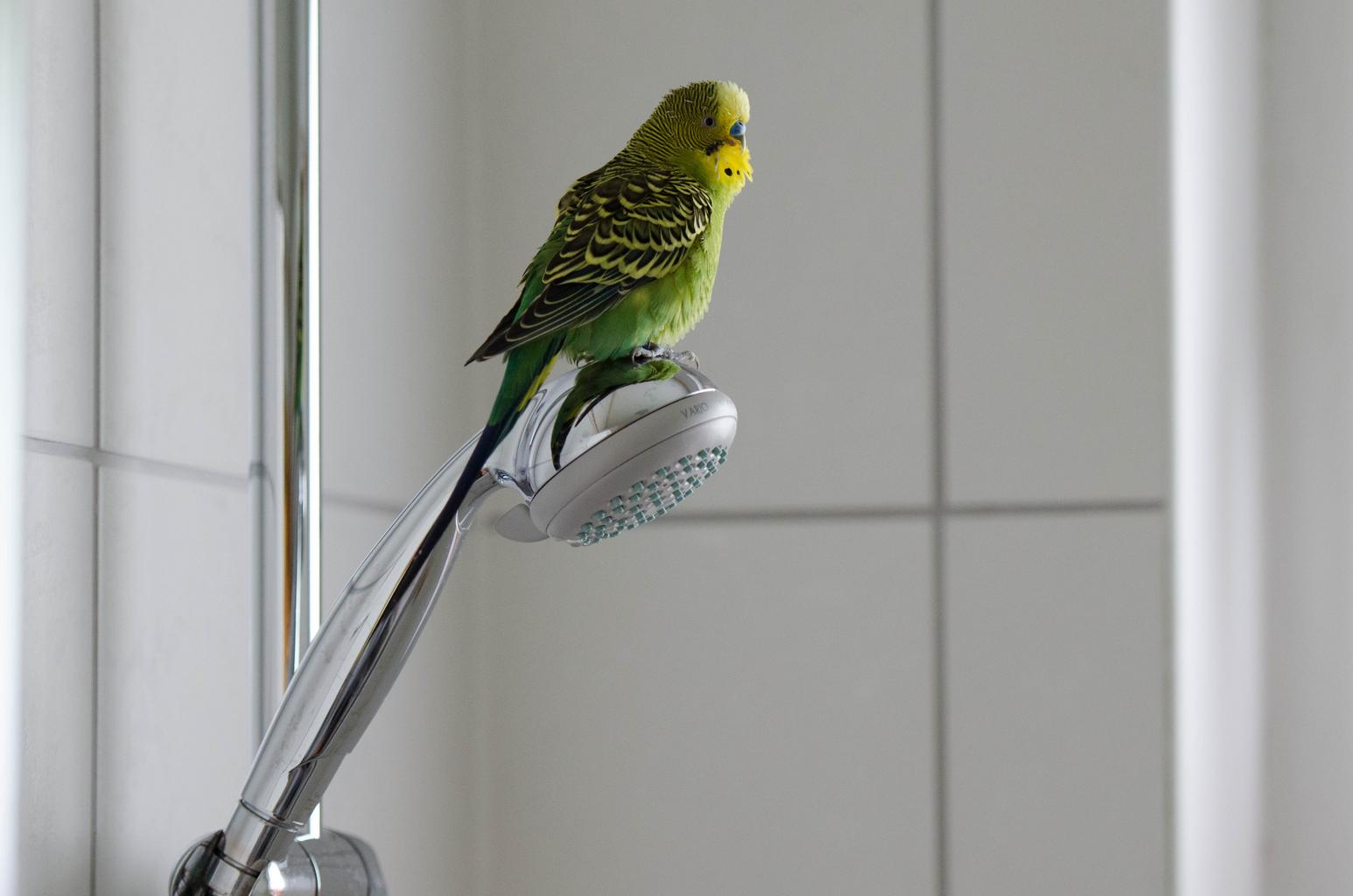 duş başlığında tüneyen muhabbet kuşu