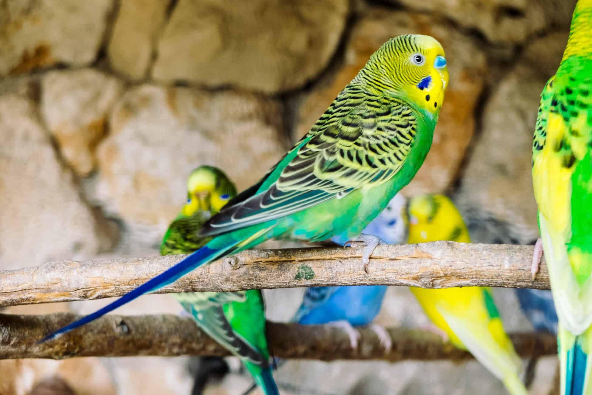 yeşilli sarılı mavili muhabbet kuşları
