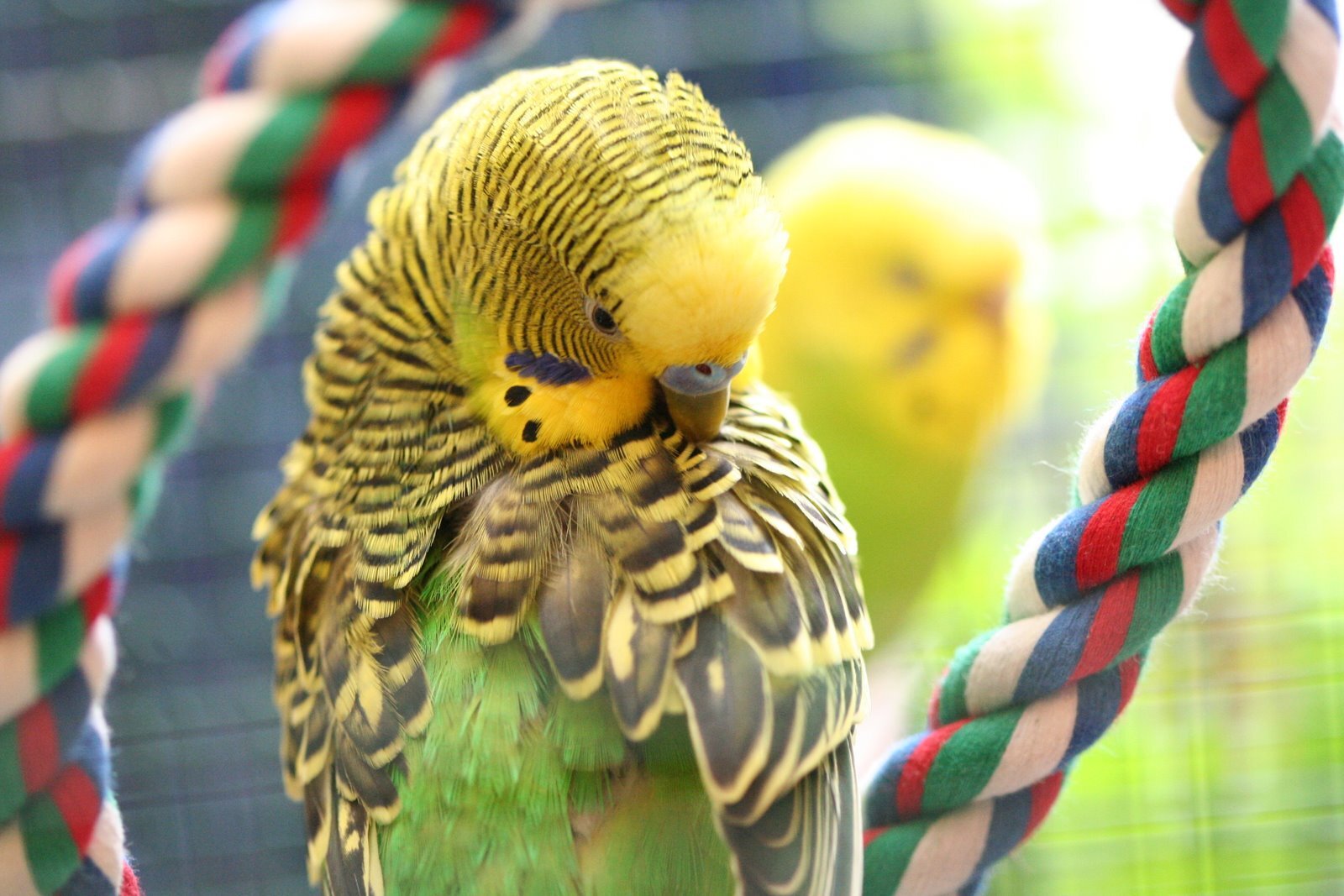 kendini kaşıyan yeşil ve sarı tüylü muhabbet kuşu
