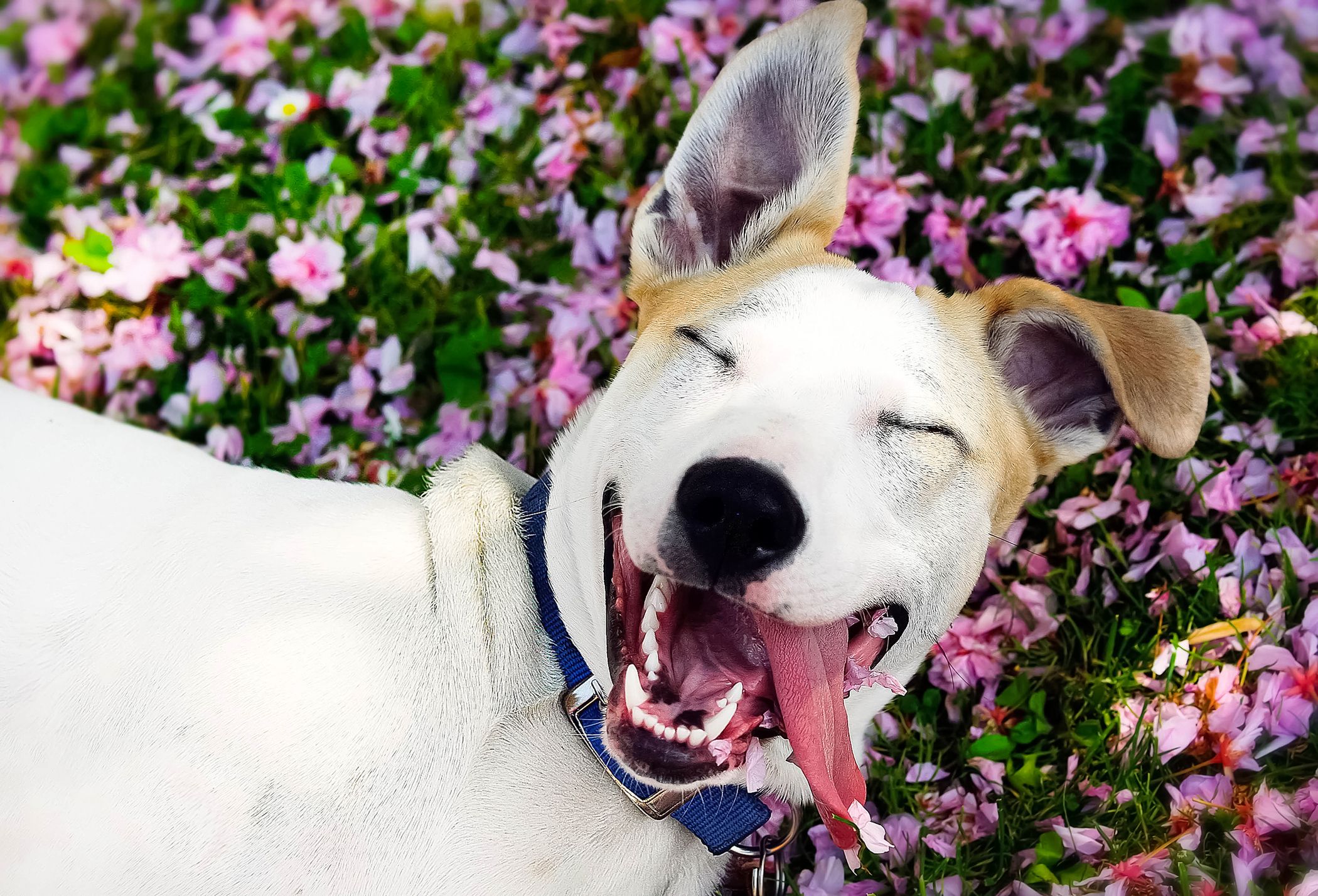 çiçekler üzerine yatmış beyaz köpek