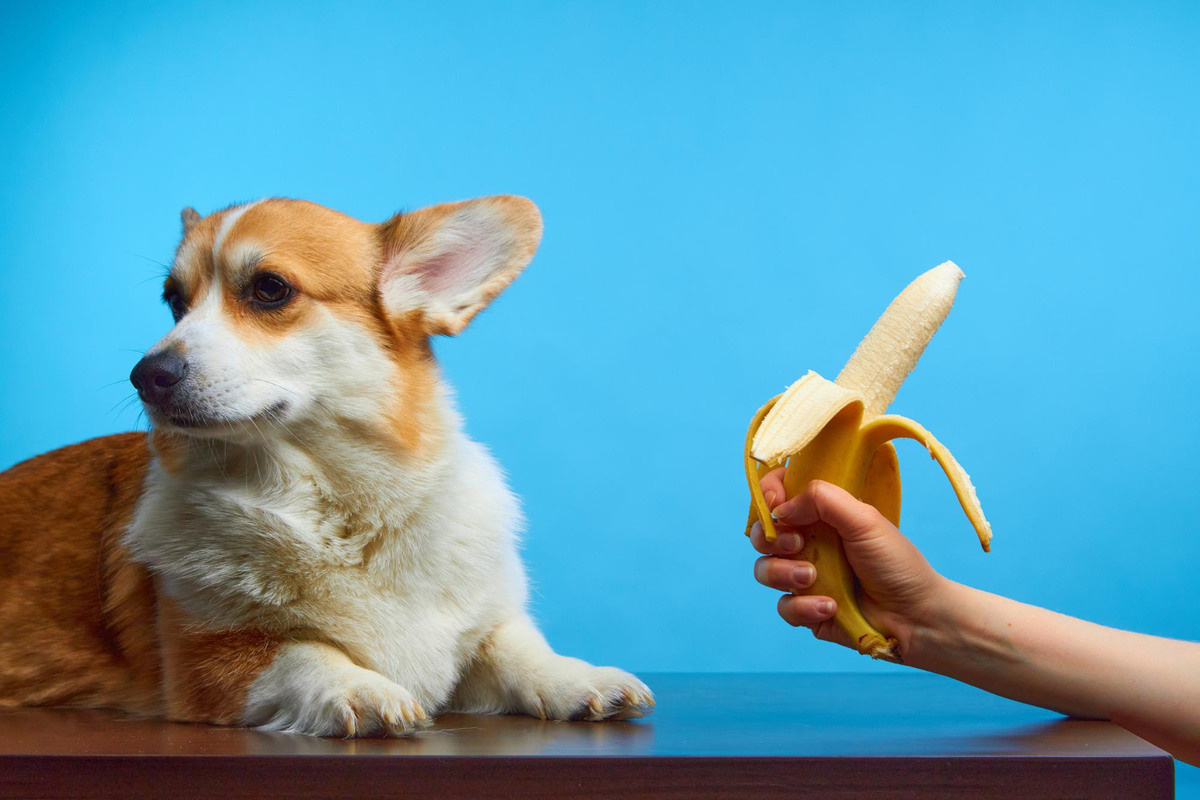 muza yüzünü çeviren köpek