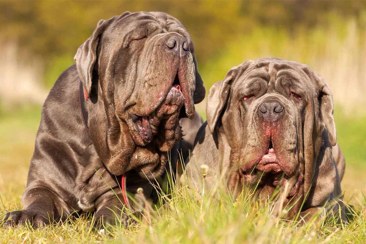 açık alanda, çimlerin üzerinde yan yana duran mastif köpekleri