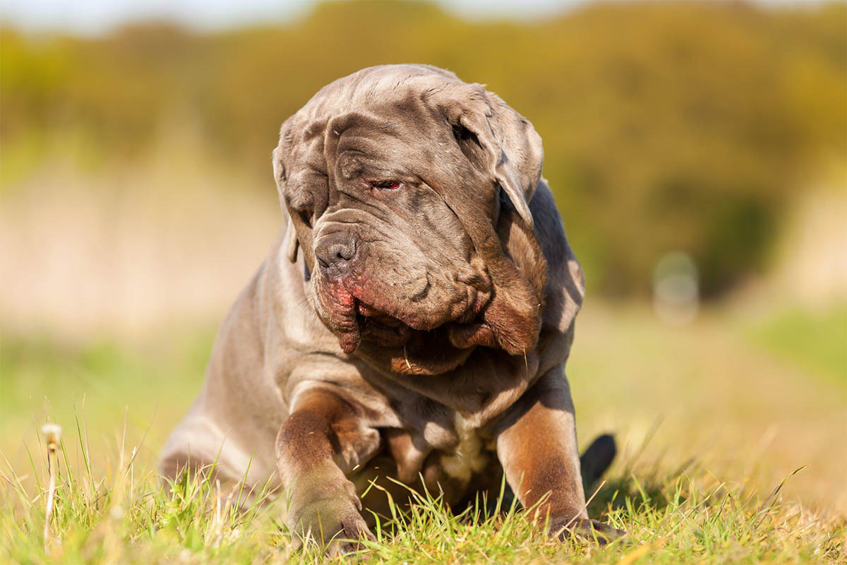çimlere bakan yavru mastif köpeği