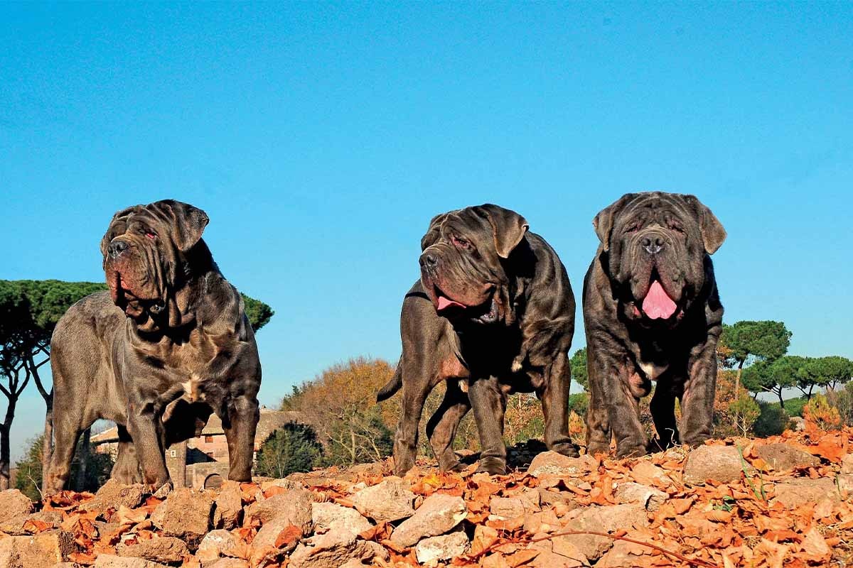 kayalıkların üzerinde duran üç napoli mastif köpeği