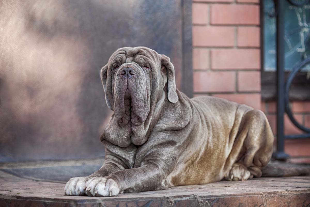 taş zeminde oturan gri büyük köpek
