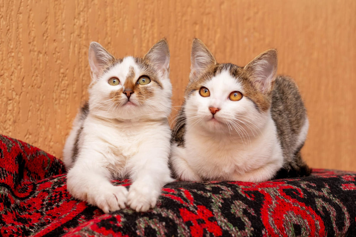 yan yana duran iki kedi yukarı bakıyor