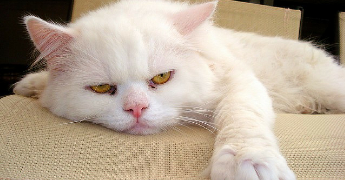 koltukta yatan gözleri açık beyaz kedi