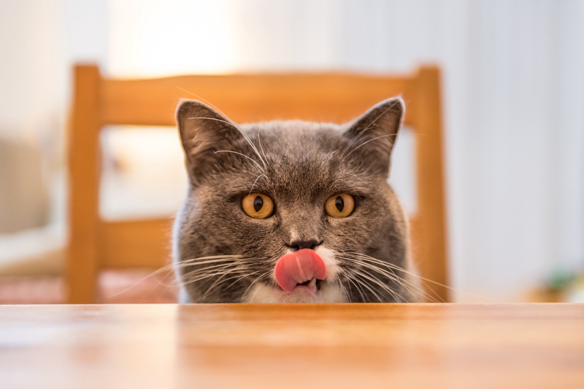 masada oturan dili dışarıda kedi