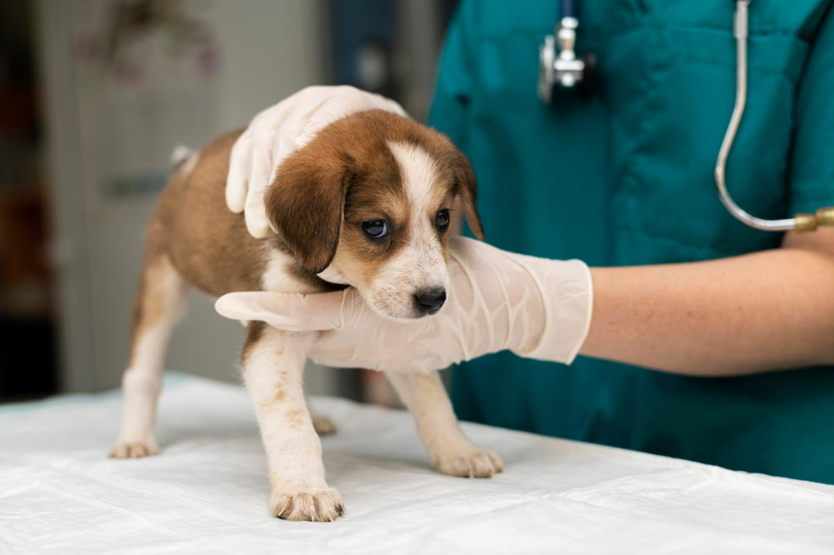 veteriner hekimin muayene ettiği yavru köpek