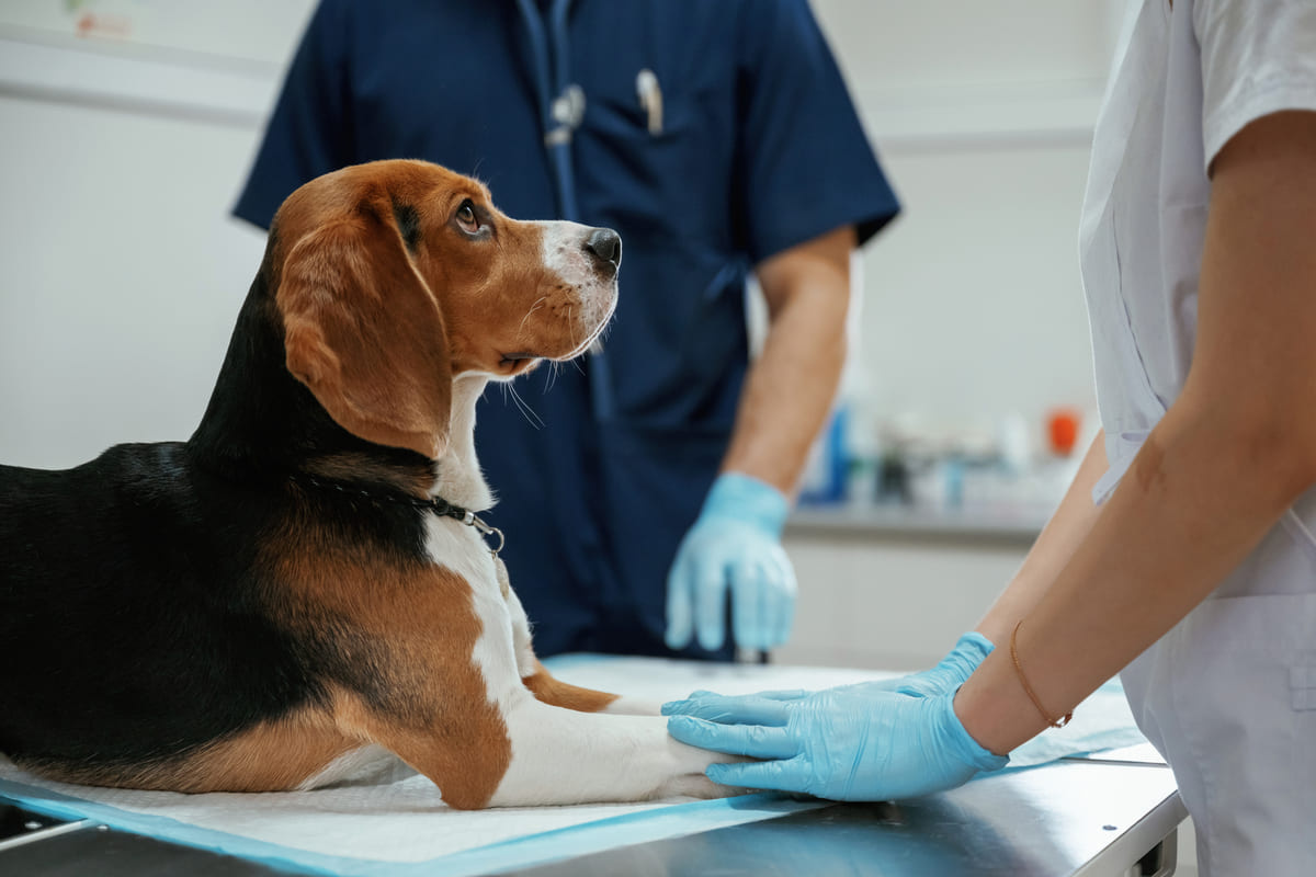 veteriner hekim tarafından muayene edilen köpek