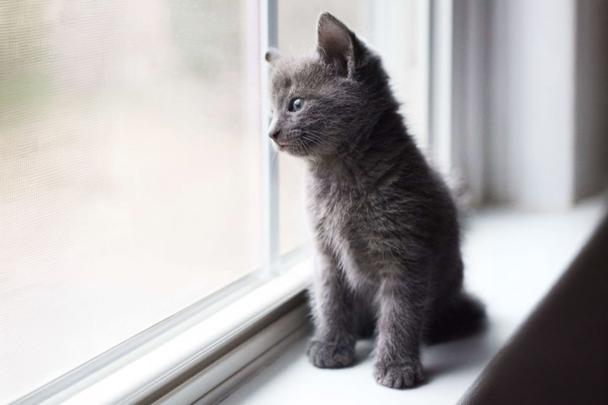 yavru gri kedi pencere kenarında oturuyor ve dışarıyı izliyor