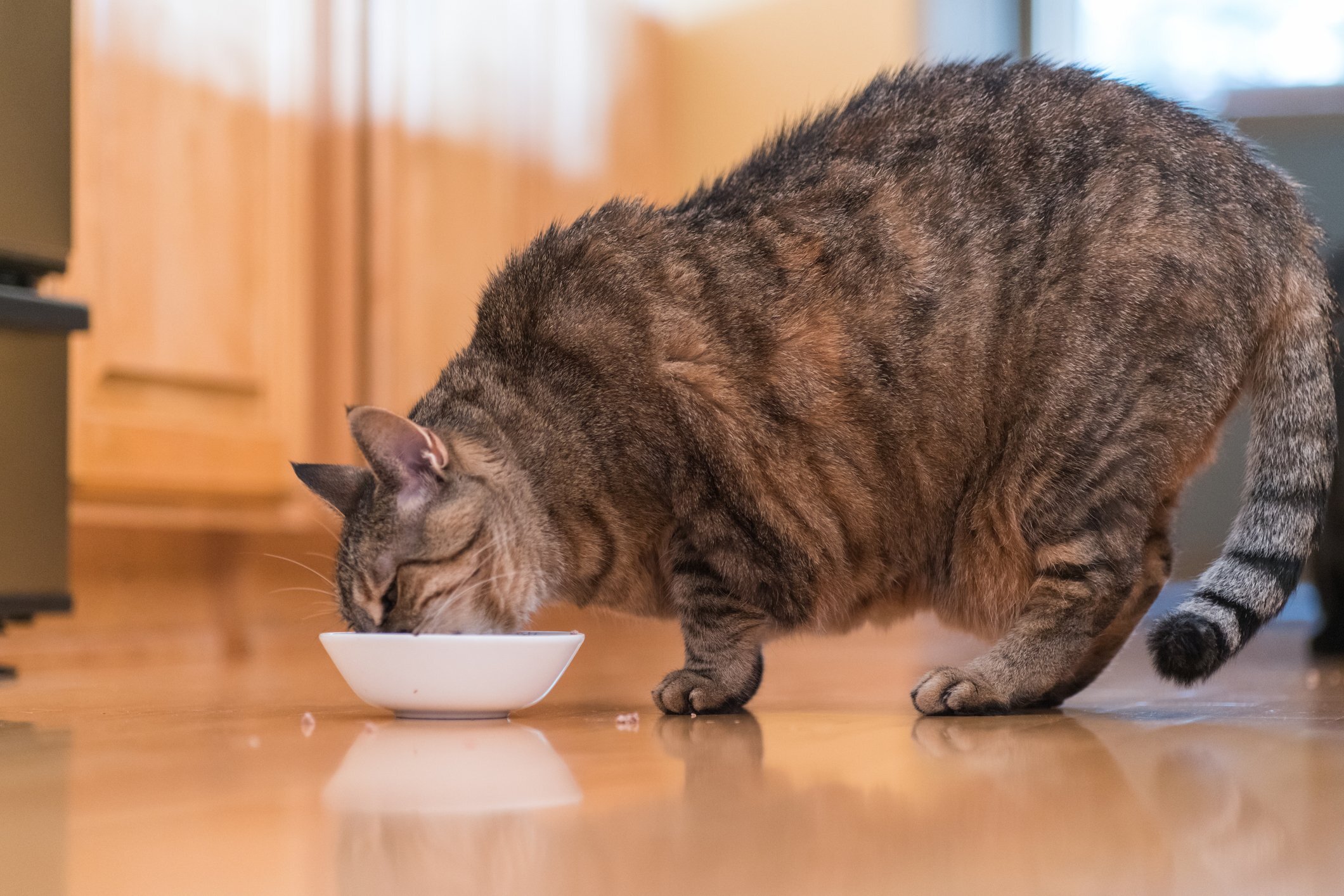 Почему кошка рвет едой. Толстый котэ. Кот домашний упитанный.