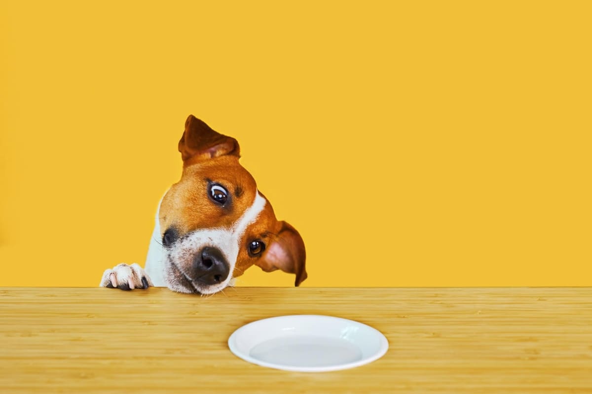 boş tabağa boynunu eğip bakan Jack Russel köpek