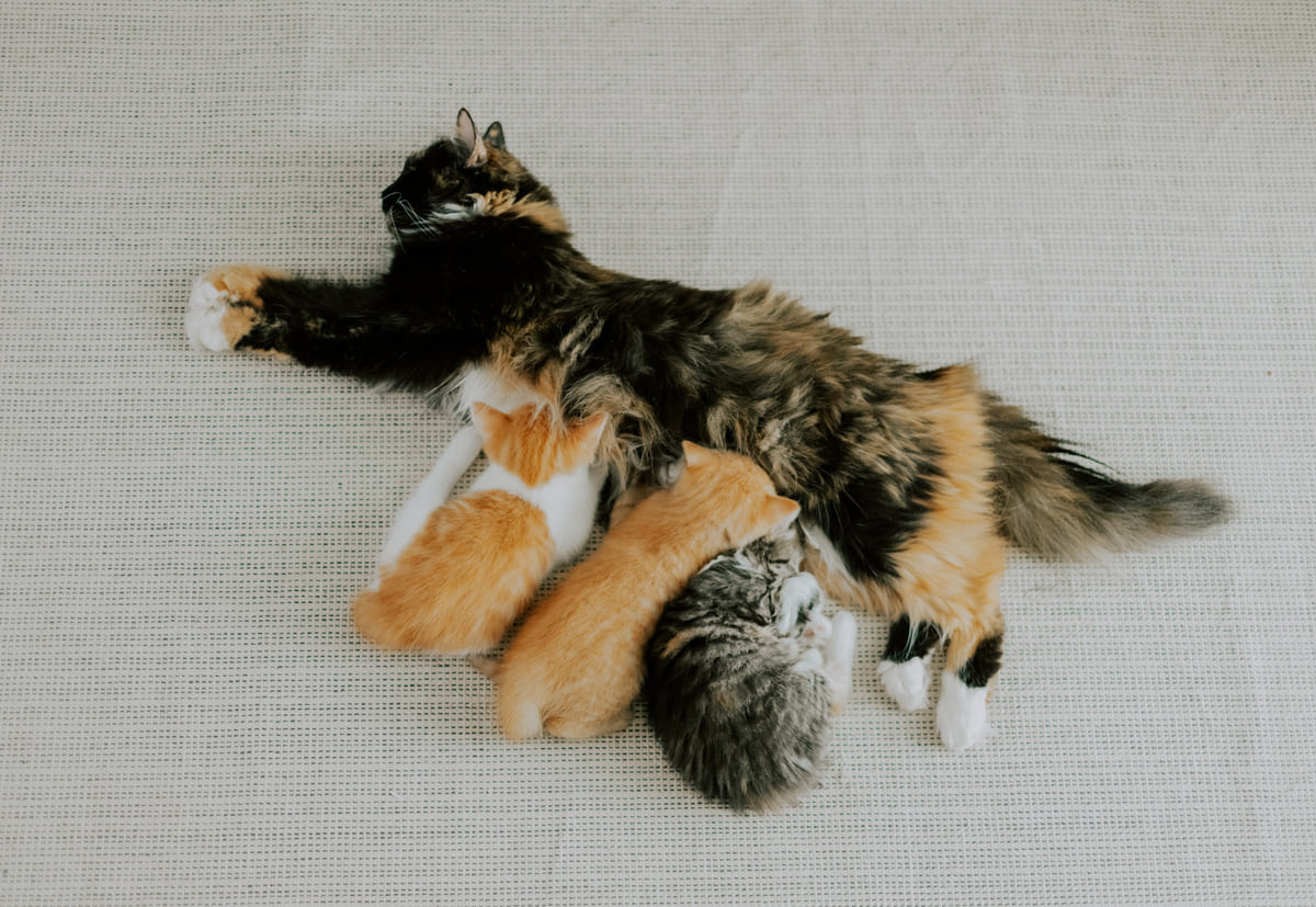 anne kedi yavrularını emziriyor