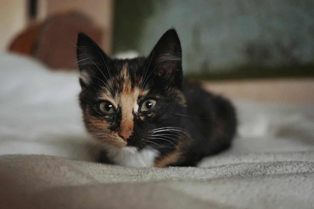 kadraja bakan çok renkli kedi