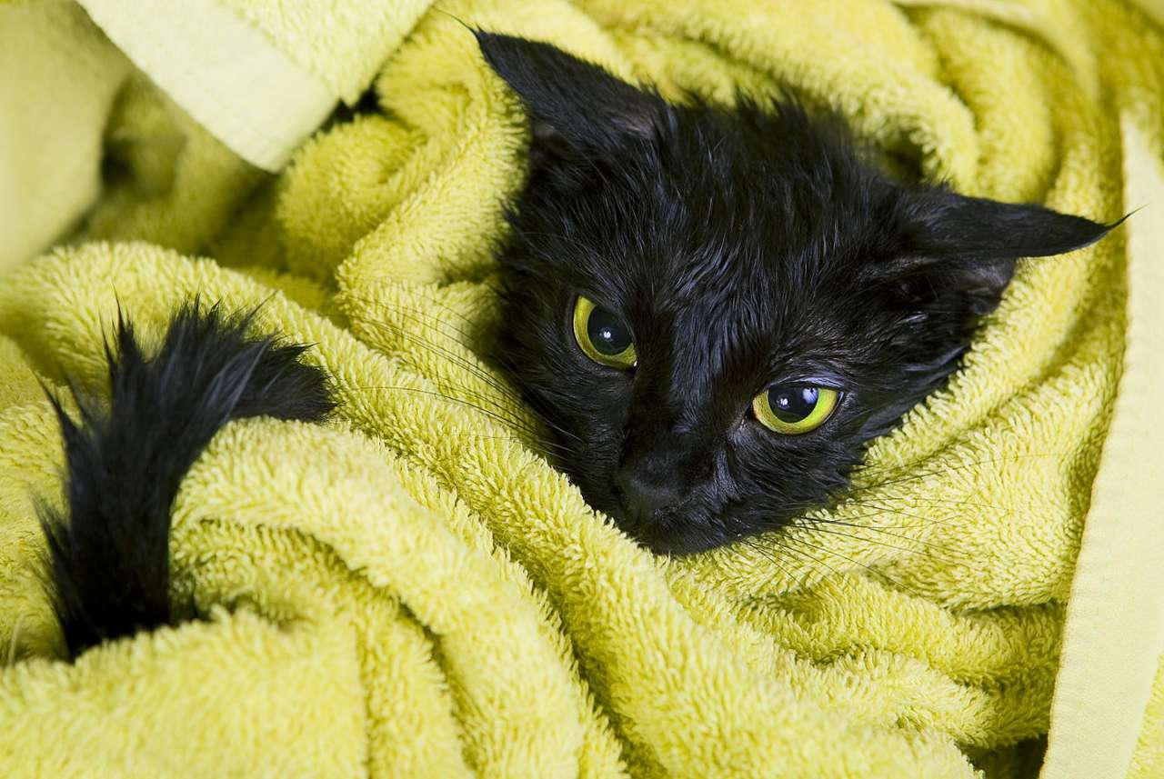 havluya sarılmış ıslak kedi