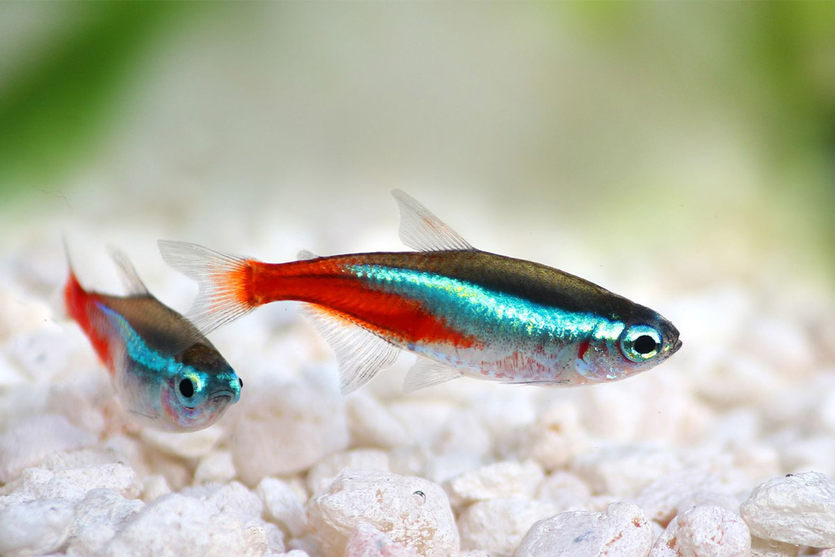 neon tetra balığı akvaryum dibinde yüzüyor