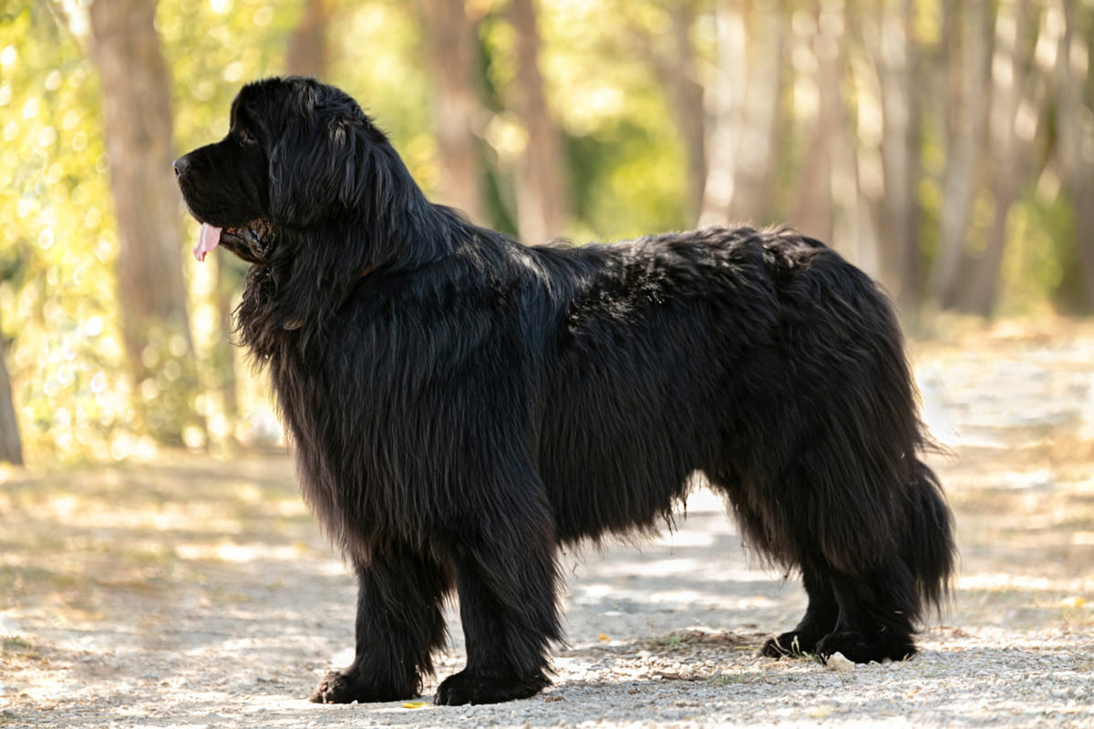 Newfoundland
