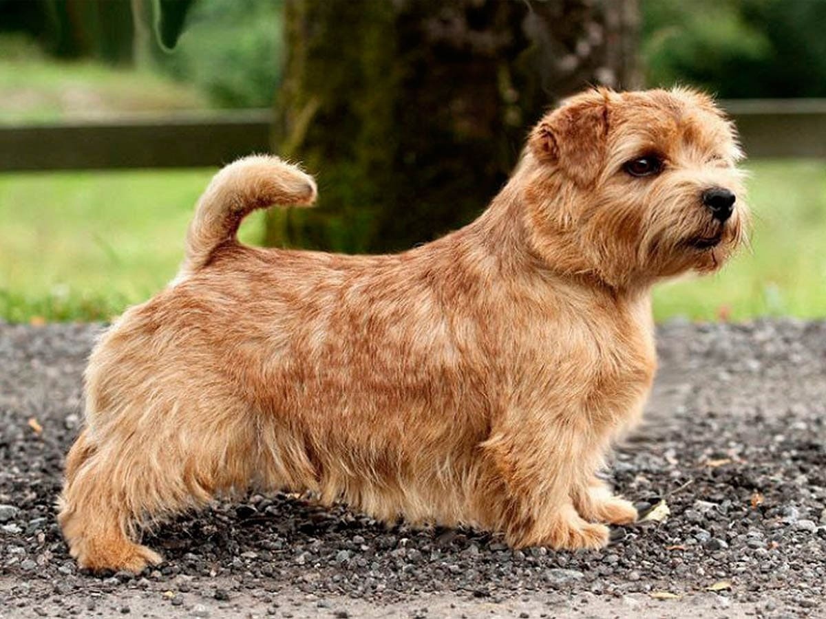 Norfolk Terrier