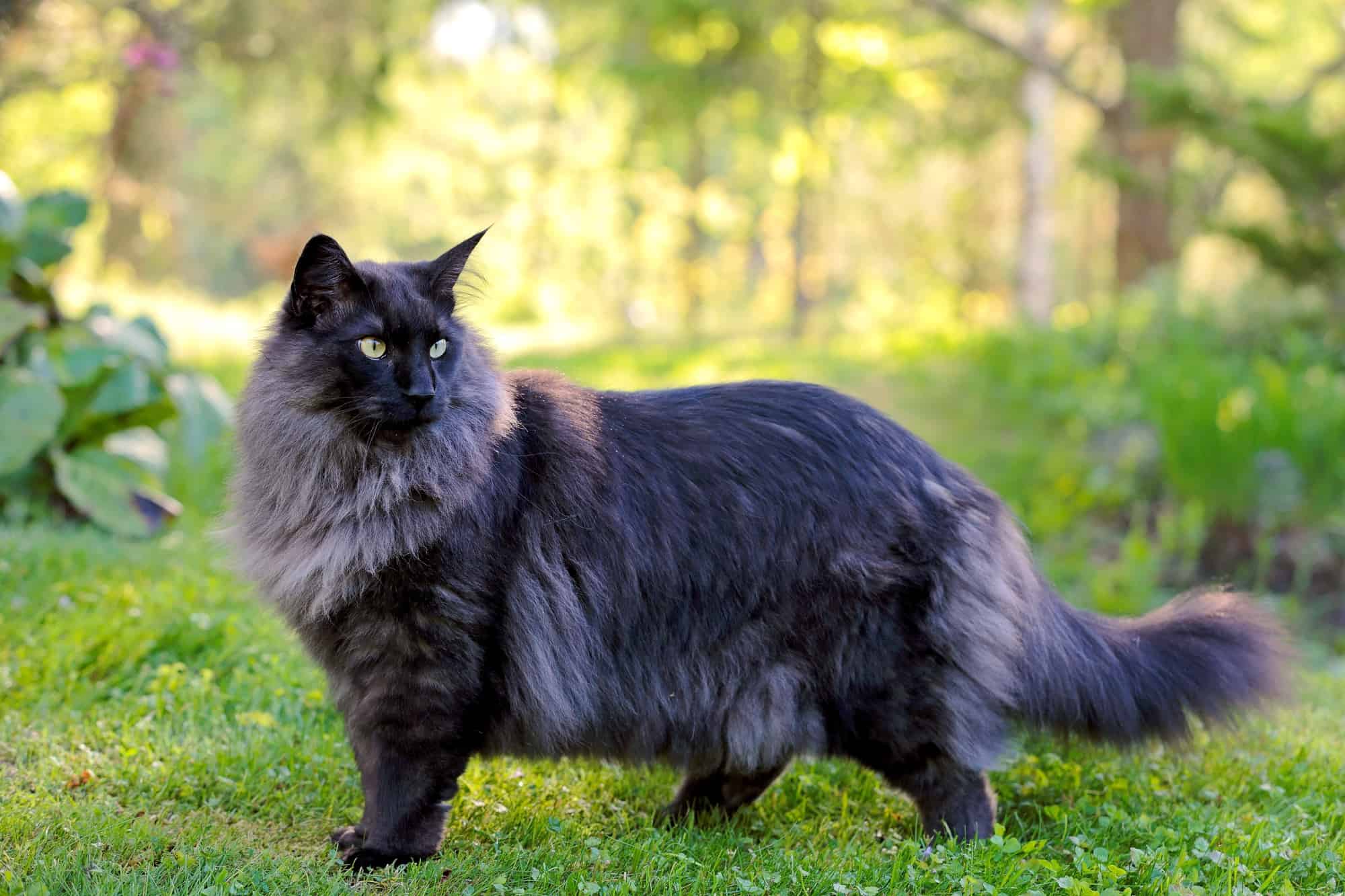 siyah tüylü Norveç orman kedisi