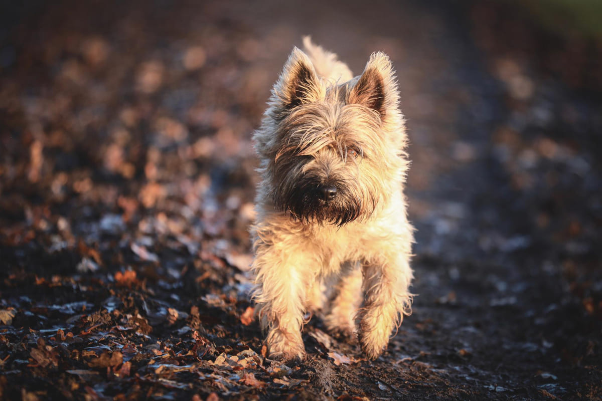 Norwich Terrier