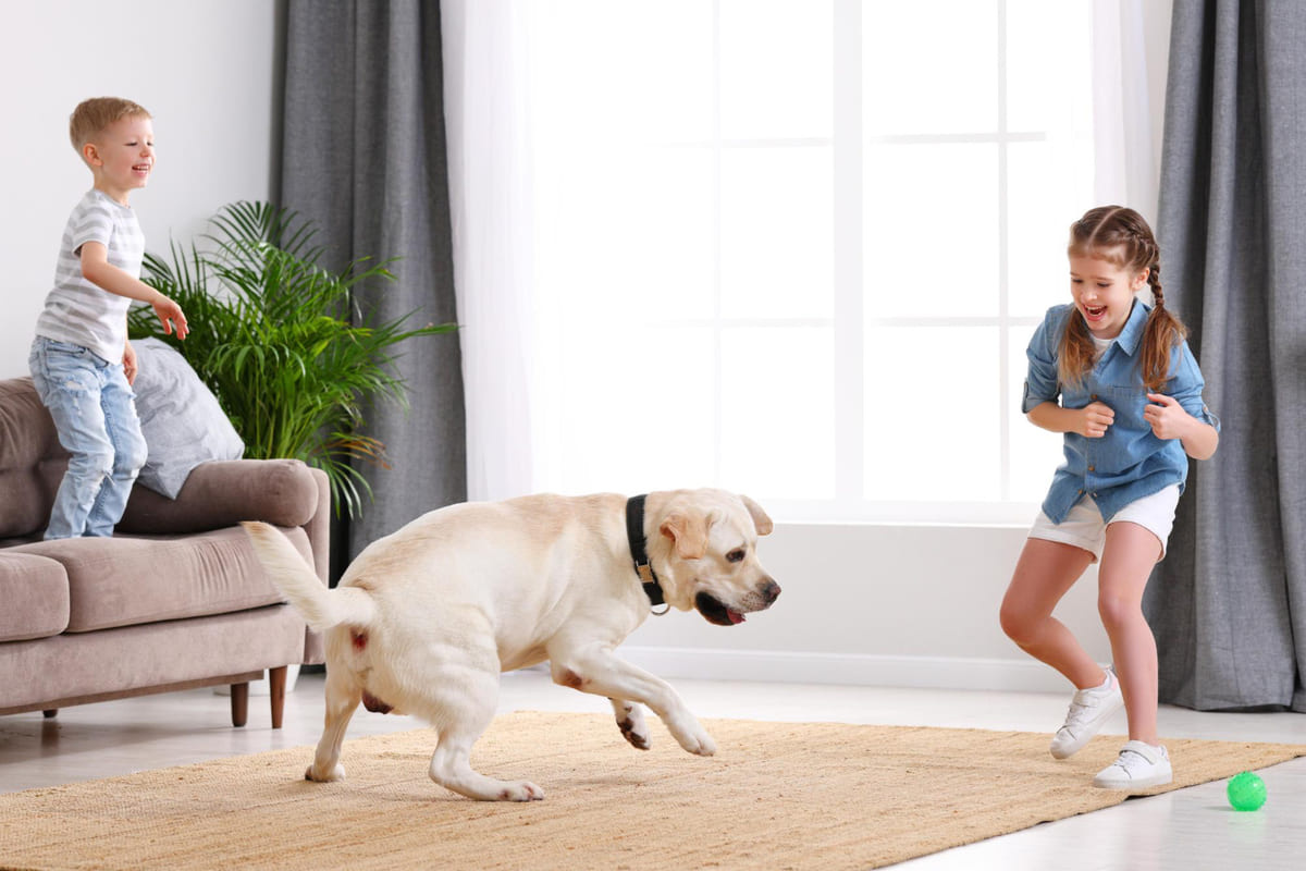 evde çocuklarla oynayan köpek