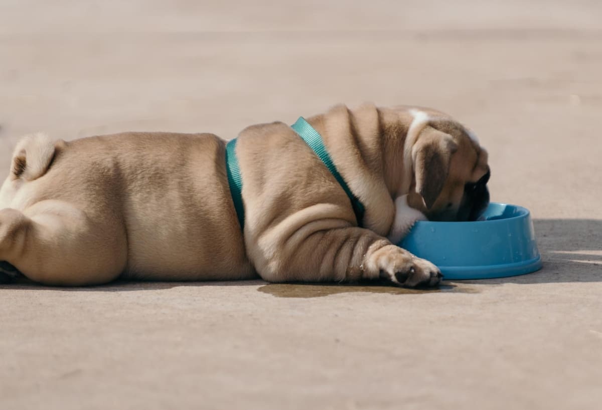 su kabına zorla ulaşmış obez köpek