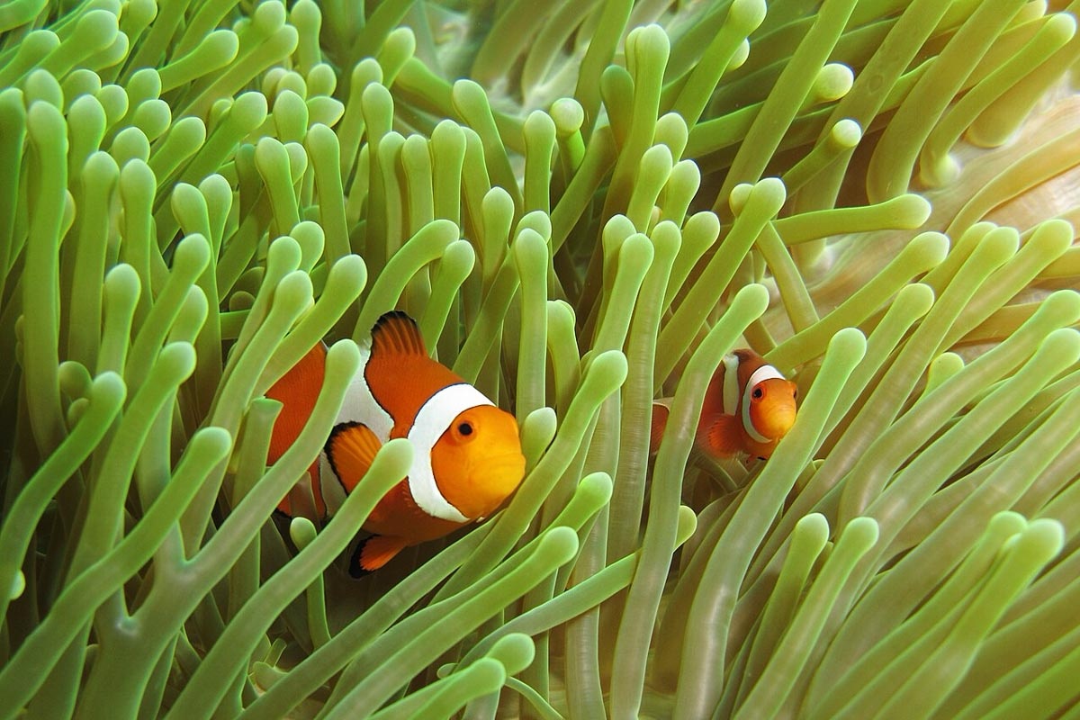 anemonların içinde palyaço balığı