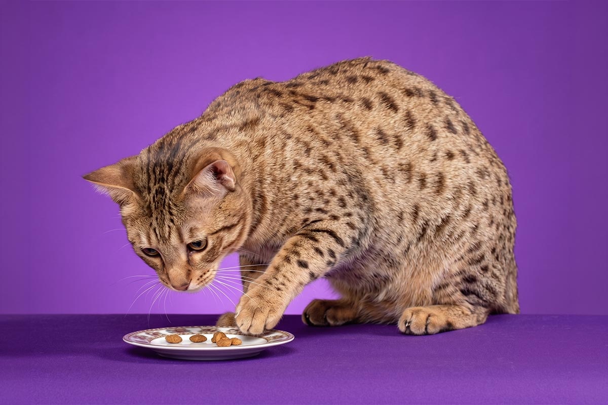 tabaktaki mama tanelerini inceleyen kedi