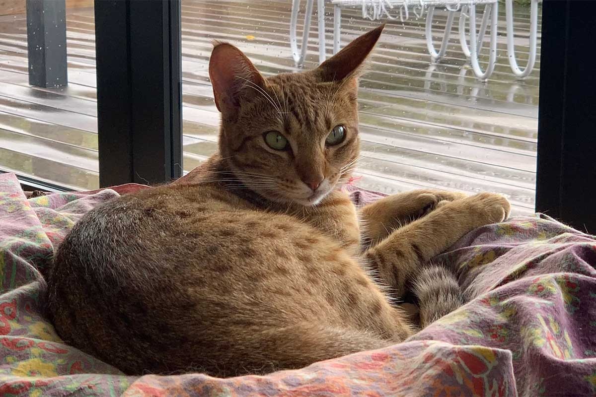 pencere önündeki yatağında yatan ocicat