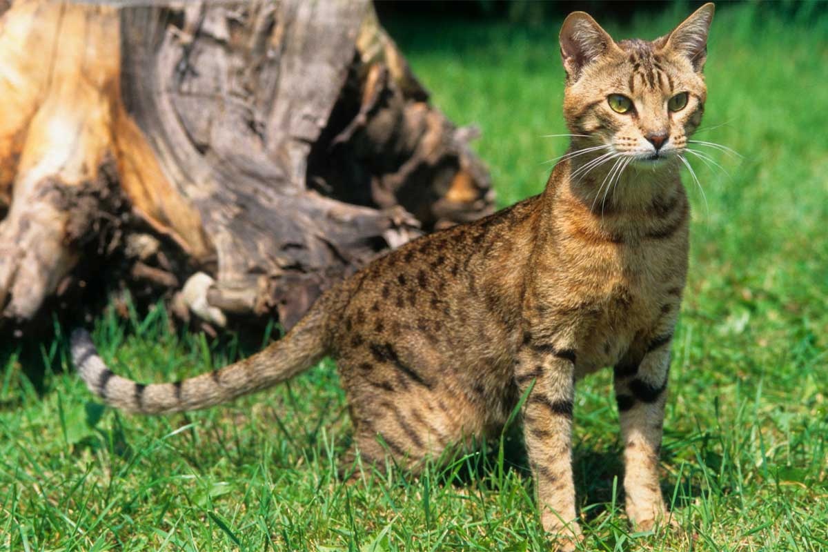 çimlerin üzerinde dikkat kesilmiş ocicat kedisi