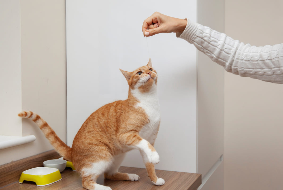 ödül maması yiyen kedi