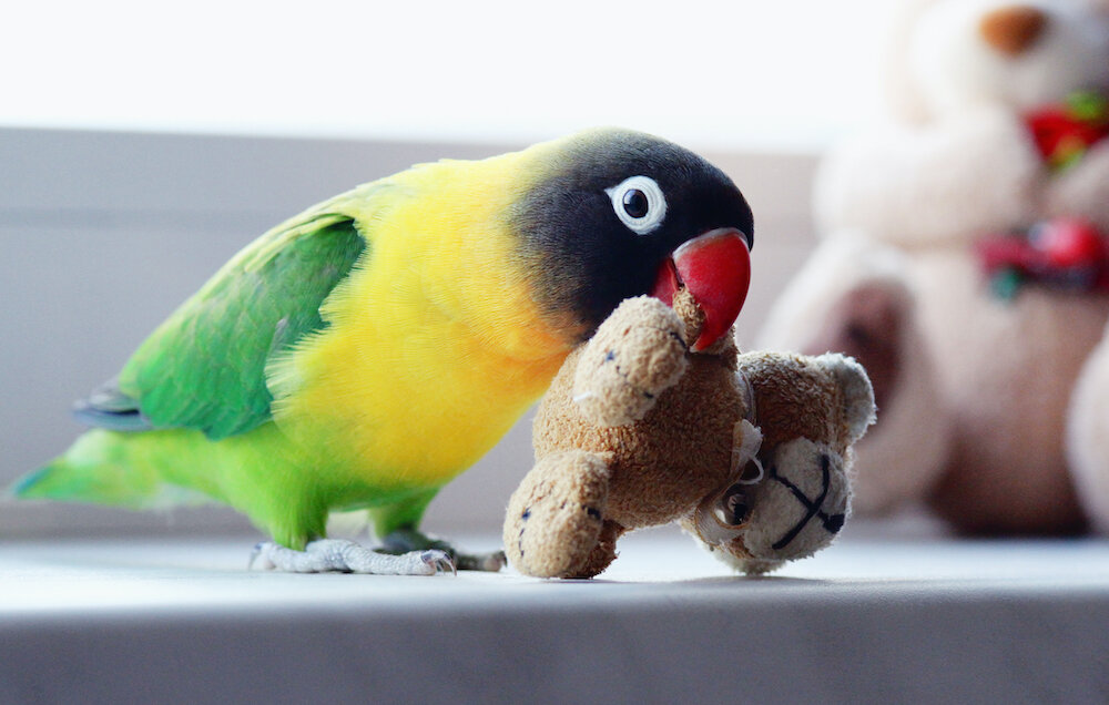 oyuncağını taşıyan kuş
