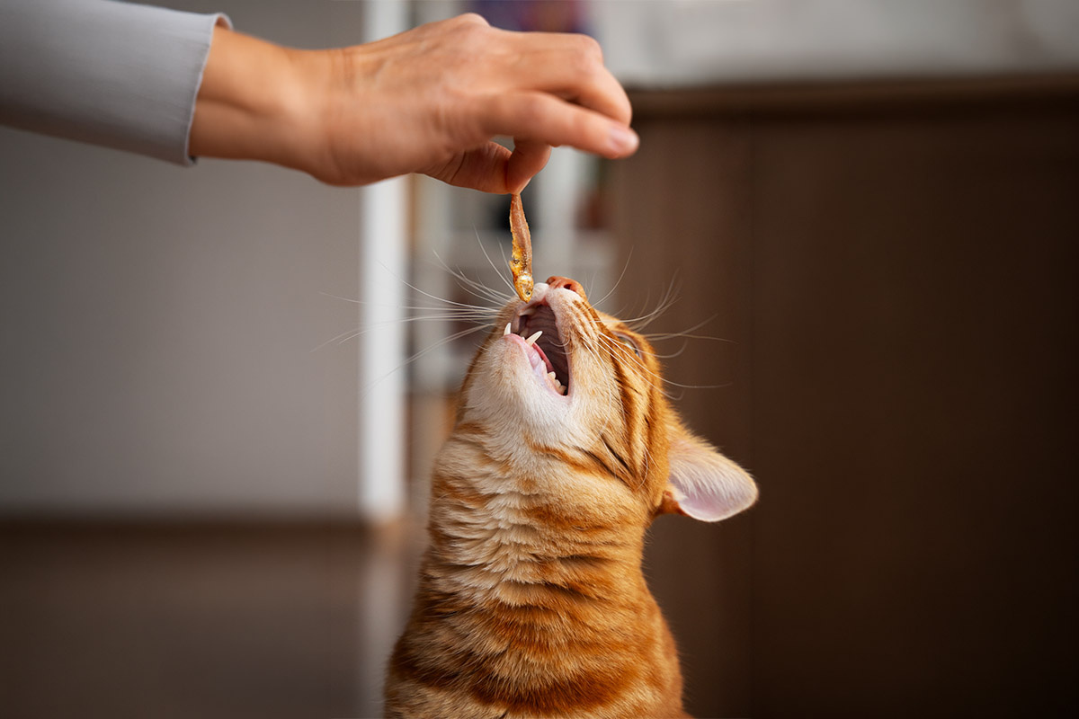 küçük balık uzatılan sarman kedi