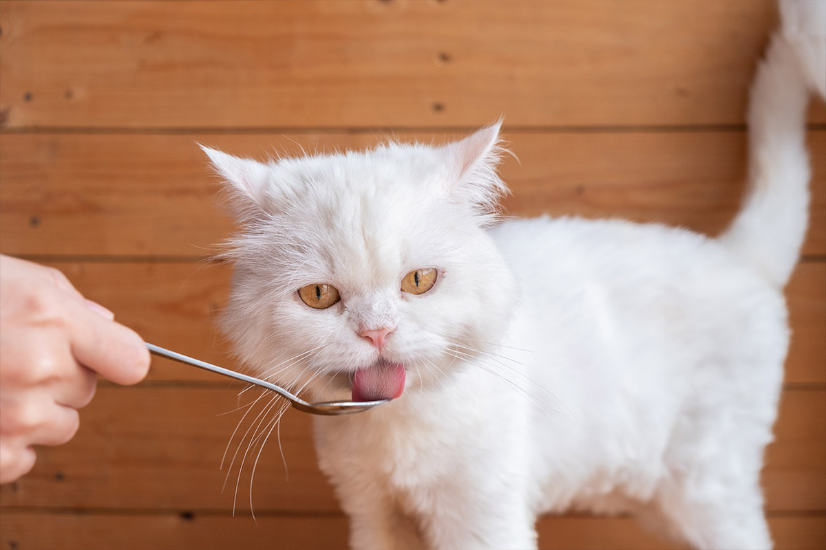 kaşık yalayan beyaz tüylü kedi