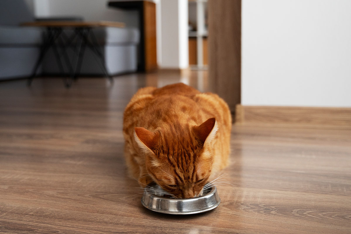 çelik mama kabından mama yiyen kedi